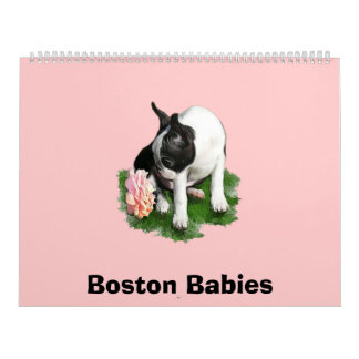 Boston-Babys 2 Kalender