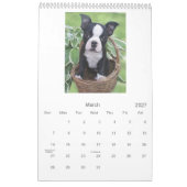 Boston-Babys Kalender (Mär 2027)