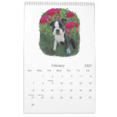 Boston-Babys Kalender (Feb 2027)