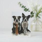 Boston Brüder Postkarten (Stehend Vorderseite)