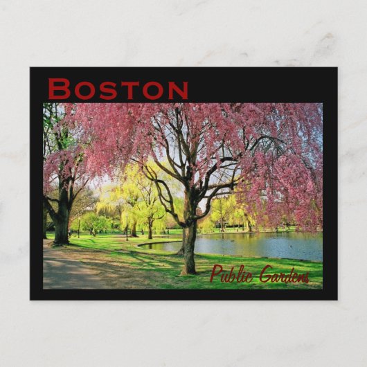 Boston Common Postcard - Maßgeschneiderte Postkarte (Vorderseite)