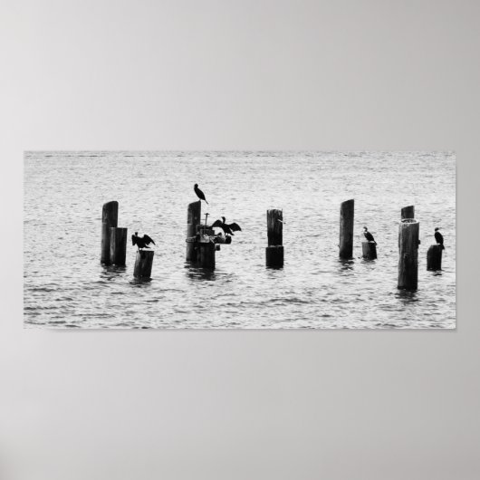 Boston Harbour Birds Poster (Vorne)