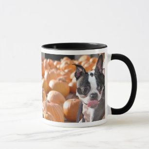 Boston in der Kürbis-Flecken-Tasse Tasse