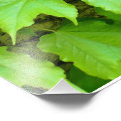 Boston Ivy Fotodruck (Ecke)