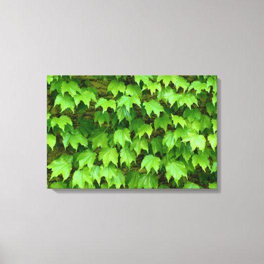 Boston Ivy Leinwanddruck (Vorderseite)