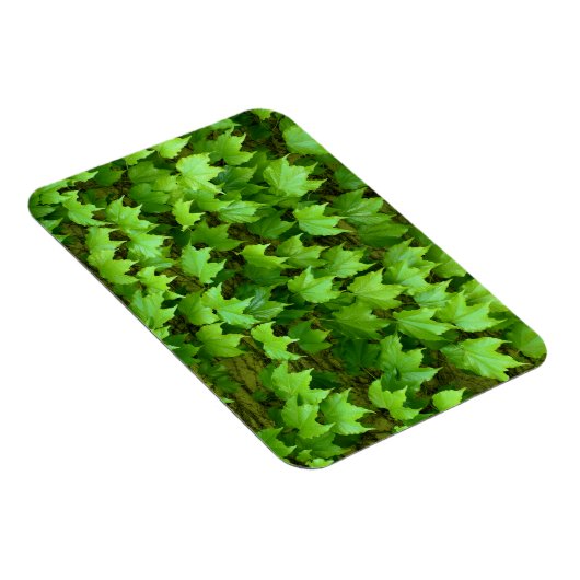 Boston Ivy Magnet (Rechte Seite)