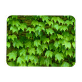 Boston Ivy Magnet (Horizontal)