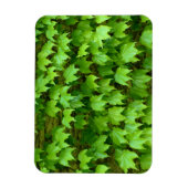 Boston Ivy Magnet (Vertikal)