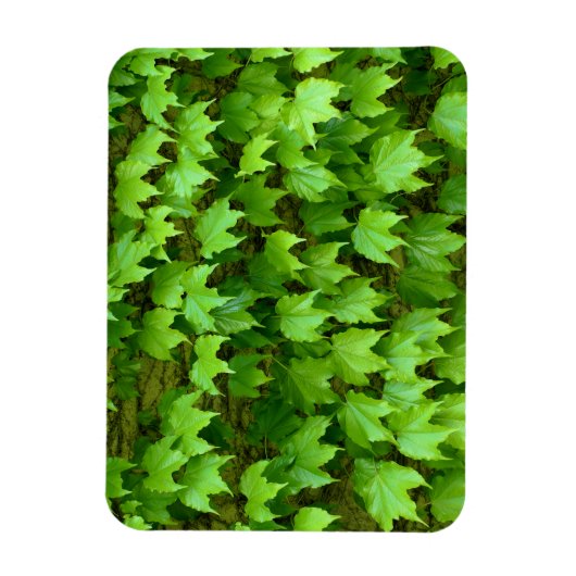 Boston Ivy Magnet (Vertikal)