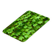 Boston Ivy Magnet (Linke Seite)