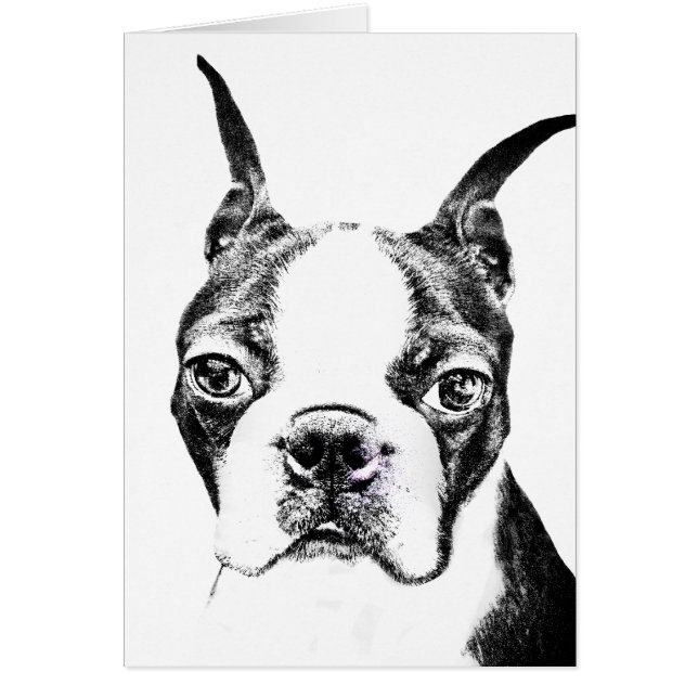 Boston Terrier (Vorne)