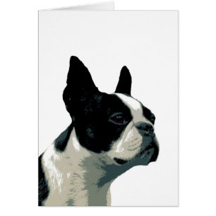 Boston-Terrier