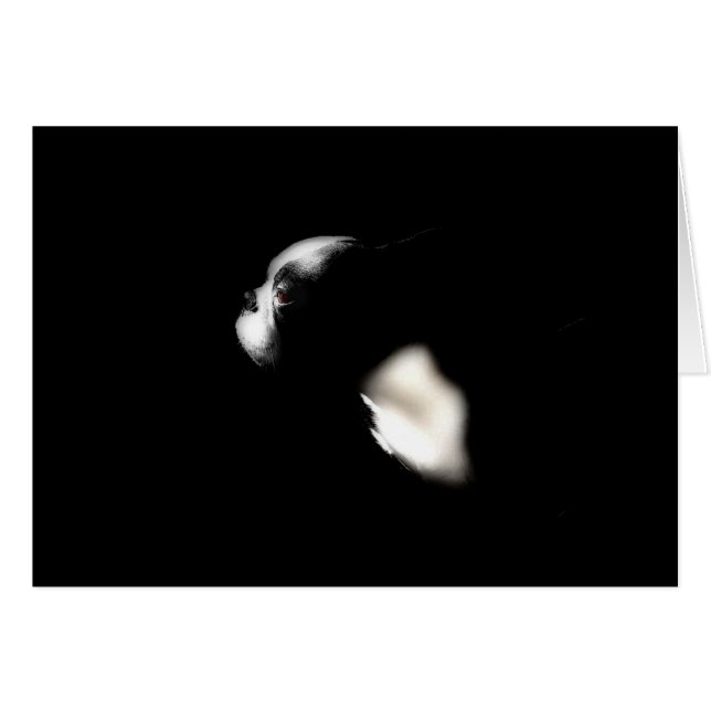 Boston Terrier (Vorderseite (Horizontal))