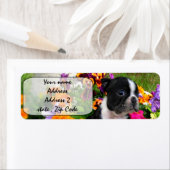 Boston Terrier (Insitu)