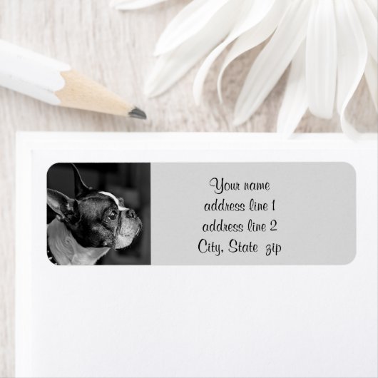 Boston Terrier (Insitu)