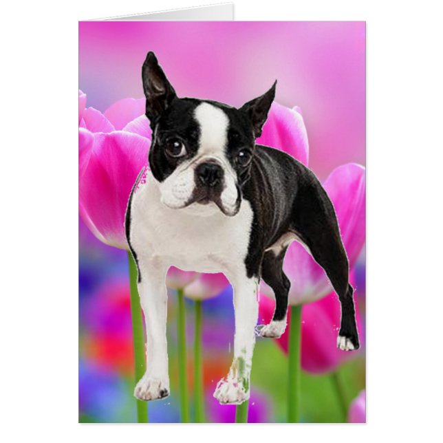 Boston Terrier (Vorne)