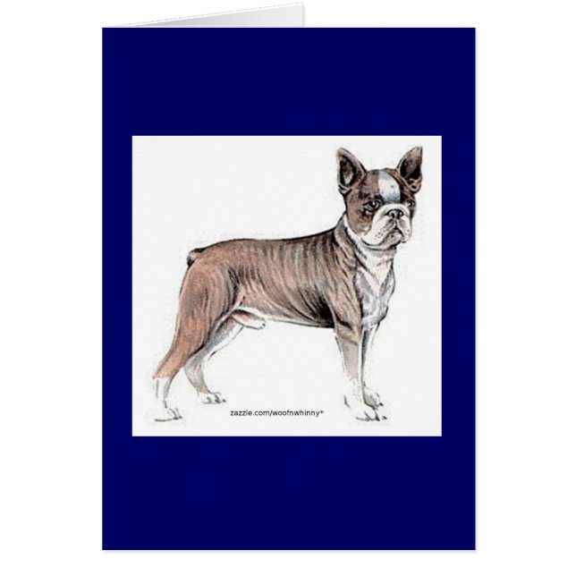 Boston Terrier (Vorne)