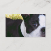 boston-terrier-1 visitenkarte (Rückseite)