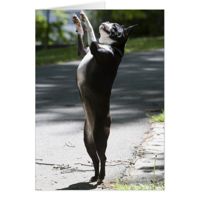 Boston Terrier 2 (Vorne)