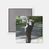 Boston Terrier 2 Magnet (Vorderseite/Rückseite)