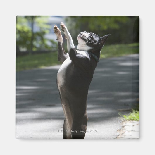 Boston Terrier 2 Magnet (Vorne)