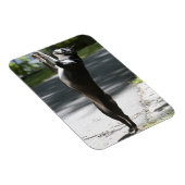 Boston Terrier 2 Magnet (Rechte Seite)