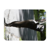 Boston Terrier 2 Magnet (Horizontal)