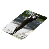 Boston Terrier 2 Magnet (Linke Seite)