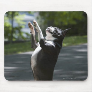 Boston Terrier 2 Mousepad