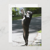 Boston Terrier 2 Postkarte (Vorne/Hinten)