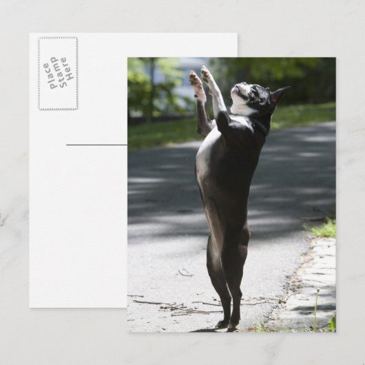 Boston Terrier 2 Postkarte (Vorne/Hinten)