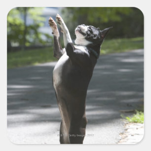 Boston Terrier 2 Quadratischer Aufkleber