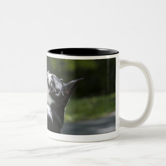Boston Terrier 2 Zweifarbige Tasse (Rechts)