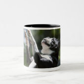 Boston Terrier 2 Zweifarbige Tasse (Mittel)