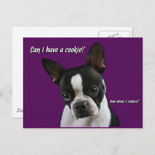 Boston Terrier: Bitte Cookie? Postkarte (Vorne/Hinten)