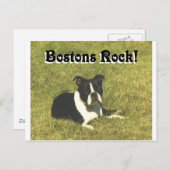 Boston Terrier:  Bostons Rock Postkarte (Vorne/Hinten)