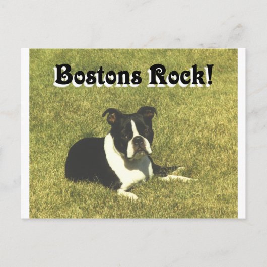 Boston Terrier: Bostons Rock Postkarte (Vorderseite)