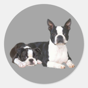 Boston Terrier Buddies Sticker