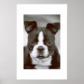Boston Terrier/Buster-Capone Poster (Vorne)