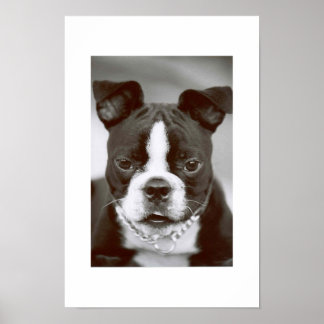 Boston Terrier/Buster-Capone Poster