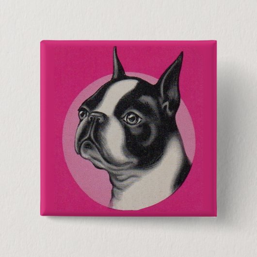 Boston Terrier Button (Vorderseite)
