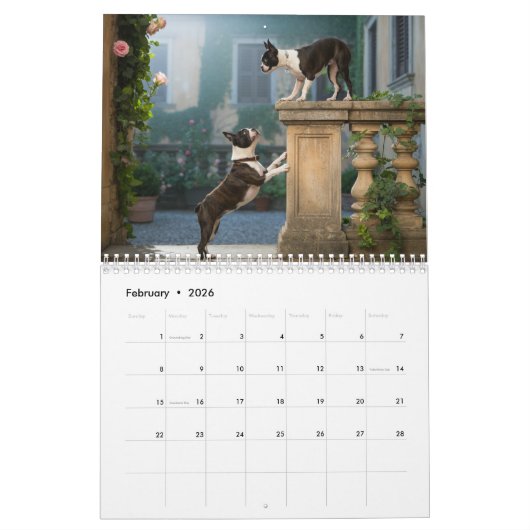 Boston Terrier Calendar Kalender (Feb 2026)