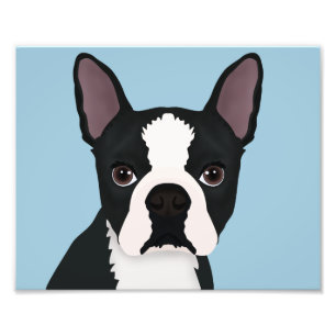 Boston Terrier Cartoon Fotodruck
