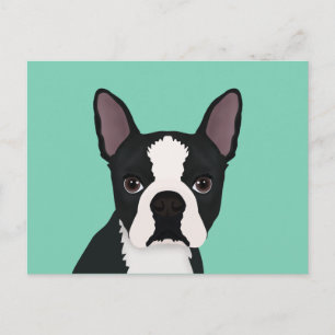 Boston Terrier Cartoon Postkarte