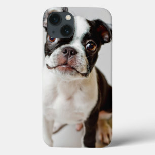 Boston Terrier Case-Mate iPhone Hülle