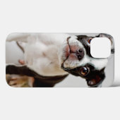 Boston Terrier Case-Mate iPhone Hülle (Rückseite (Horizontal))