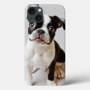 Boston Terrier Case-Mate iPhone Hülle
