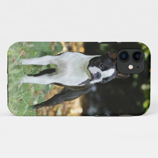 Boston Terrier Case-Mate iPhone Hülle (Rückseite (Horizontal))