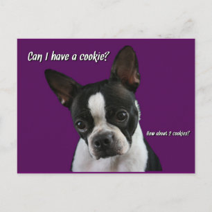 Boston Terrier:  Cookie bitte? Postkarte