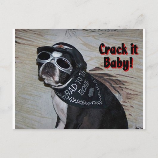 Boston Terrier: Crack it, Baby! Postkarte (Vorderseite)